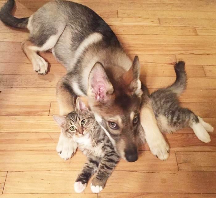 This Husky Picked Out Her Own Kitten To Take Home From Shelter (9 Pics)