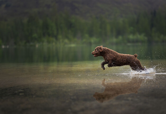 I Travel Everywhere To Create Photo's Of Dogs