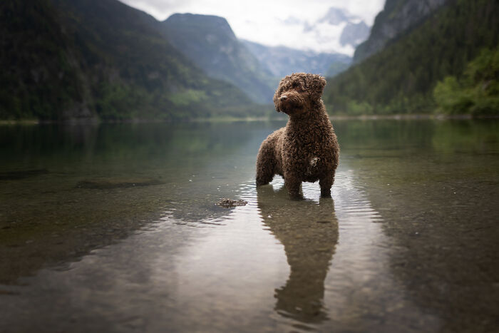 I Travel Everywhere To Create Photo's Of Dogs