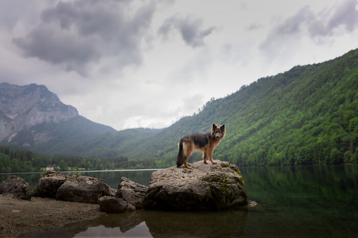 I Travel Everywhere To Create Photo's Of Dogs