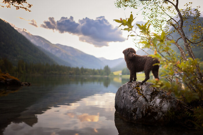 I Travel Everywhere To Create Photo's Of Dogs