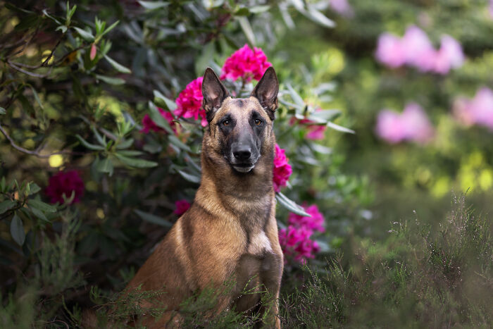 I Travel Everywhere To Create Photo's Of Dogs