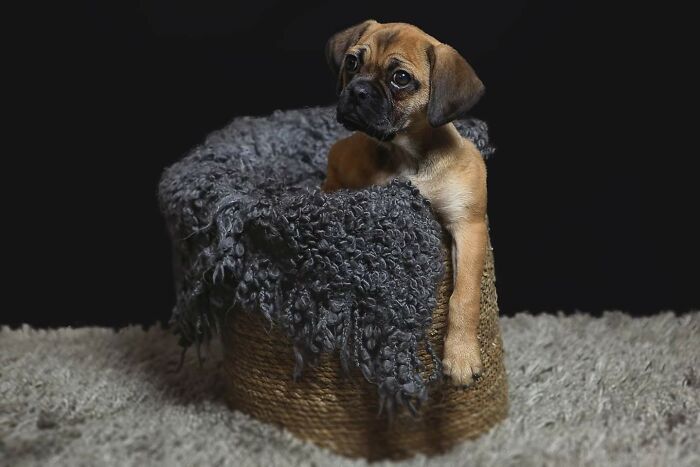 This Adorable Puggle That Keeps Eating Bees And Never Learns. I Also Flew From Finland To The UK To Get Her So Add The Price Of The Flights And Trains On Top Off Everything. But 100% Worth Every Penny