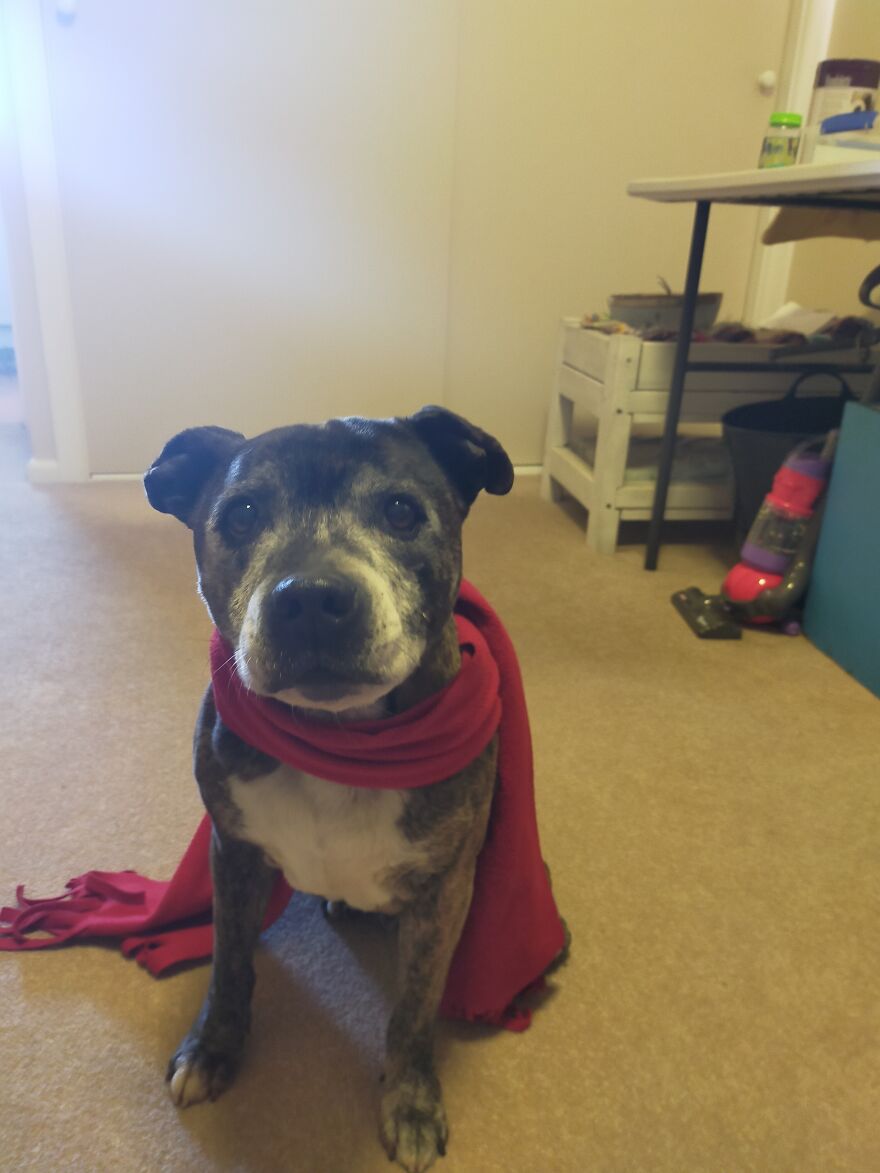 Sharing Dog Pictures