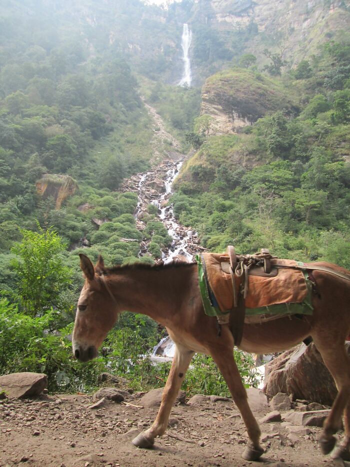 Spending 12 Days Trekking To Everest Base Camp With The Joyful Presence Of A Four-Legged Friend (8 Pics) Spending 12 Days Trekking To Everest Base Camp With The Joyful Presence Of A Four-Legged Friend (8 Pics)