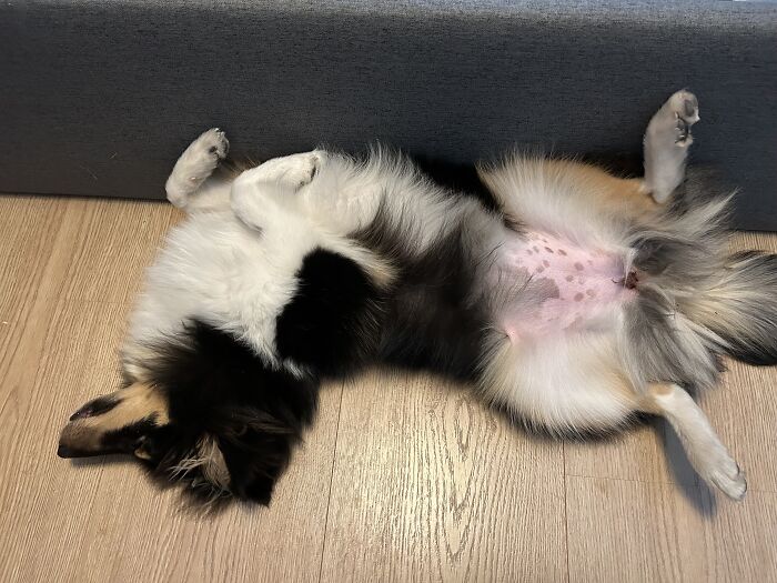 My Adorable Puppy (6 Months Old) Wanting All The Bellyrubs