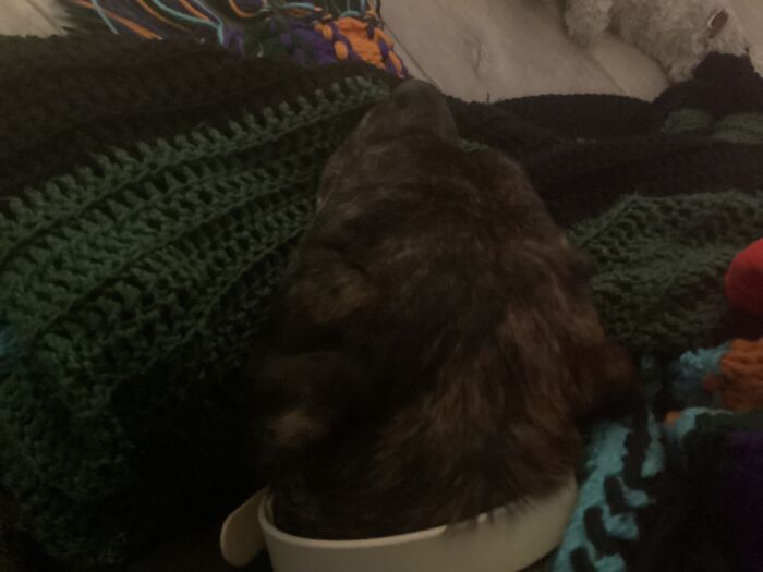 I’m Comforting My Dog While Everyone Is Outside Having Fun