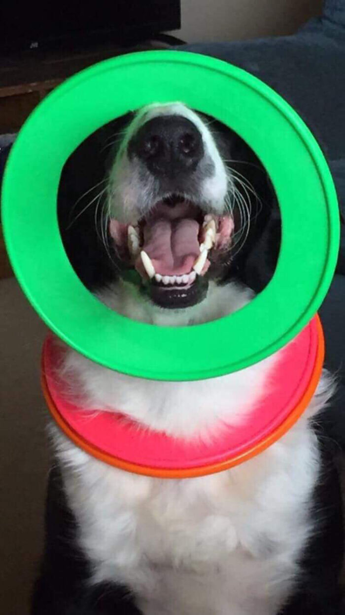 This Is Shilo. He Loves Frisbees. He Taught Himself To Put Them Over His Neck And Balance Them On Is Nose. He Really Is Just A Lovable Goofball