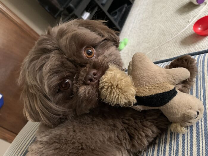 Boomer...born On The 4th Of July