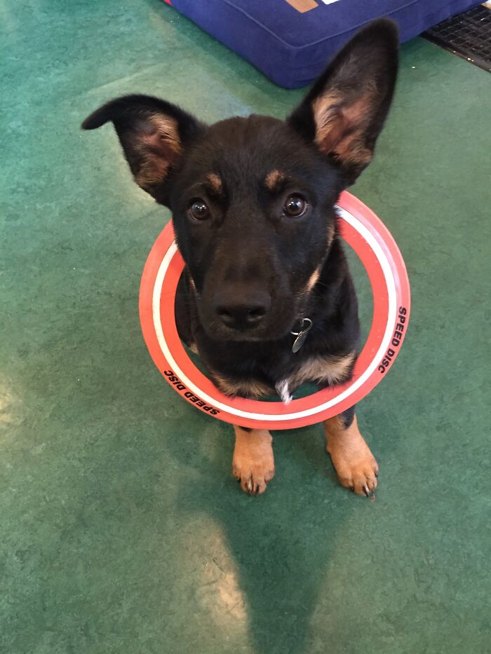Dog + Disc = Cuteness