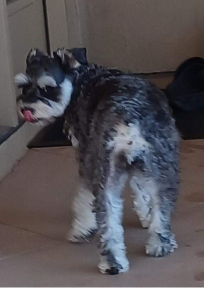 Boombastic Side Eye Dog