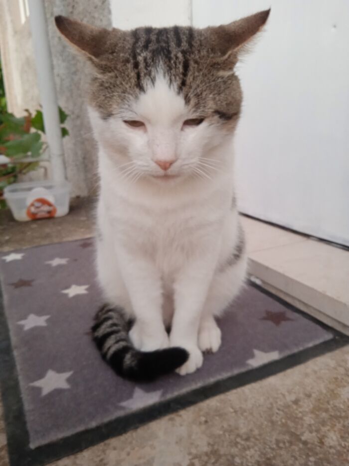 My Cat Vasko, Haha. I Didn't Find Him Actually, He Found Us And Just Stayed So We Kept Him