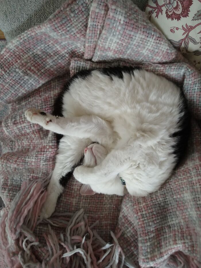 Pi - Our 3 Legged Rescue