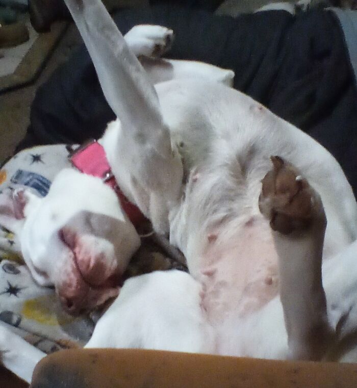 My Pit Mix Blue Belle Doing Her Nightly Roll Around