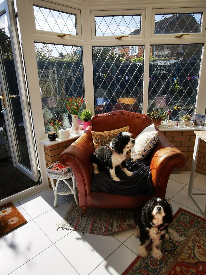 Small Vegetable Patch & Flower Garden But These Two Visitors Enjoy Our Sun Room The Most