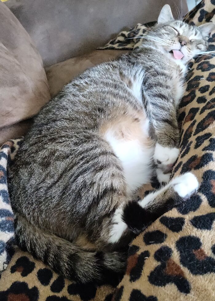 Catatonic Charlie Discovered Heating Pad Under Blanket