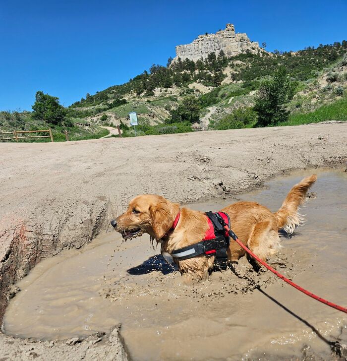My Puppy Maple Discovering A Mud Puddle