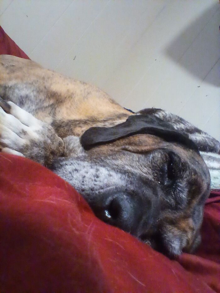 This Is My Dog Charlie. We Found Him On Thanksgiving And Is Turning 8 This Year!