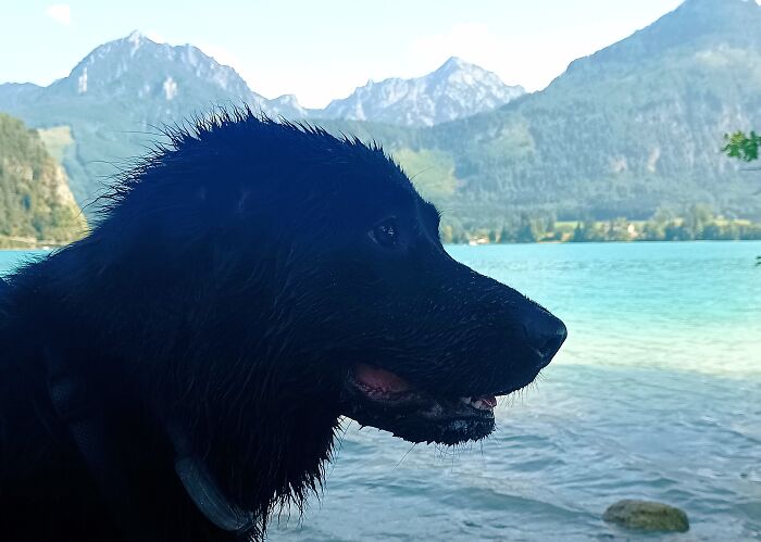 My Fluffy Doggo Just Enjoying Life, Especially After A Nice Afternoon Swim. :)