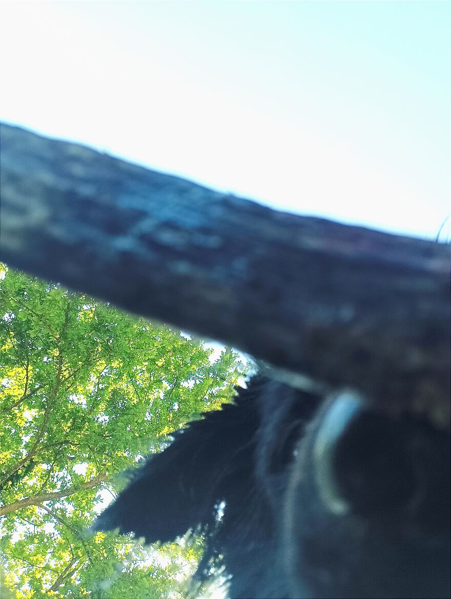 A Fluffy Beast Looming Over You