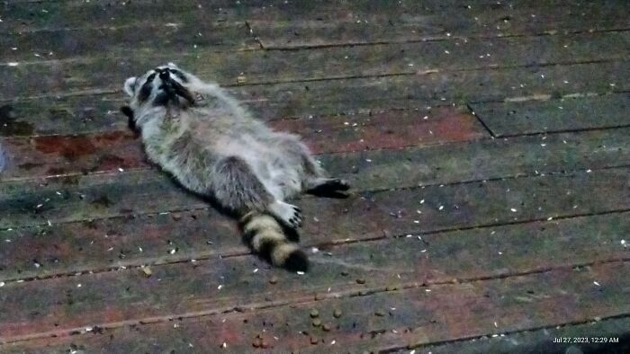 Baby Wants Belly Rubs!