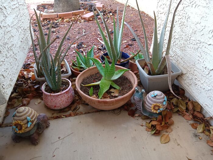 My Tiny Garden Of Garden Store Rescues