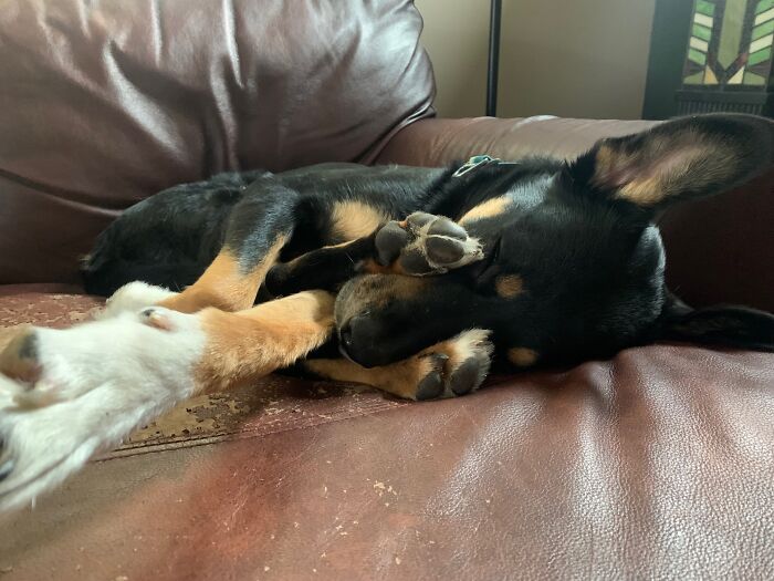 It Seems I've Assembled My Dog Wrong