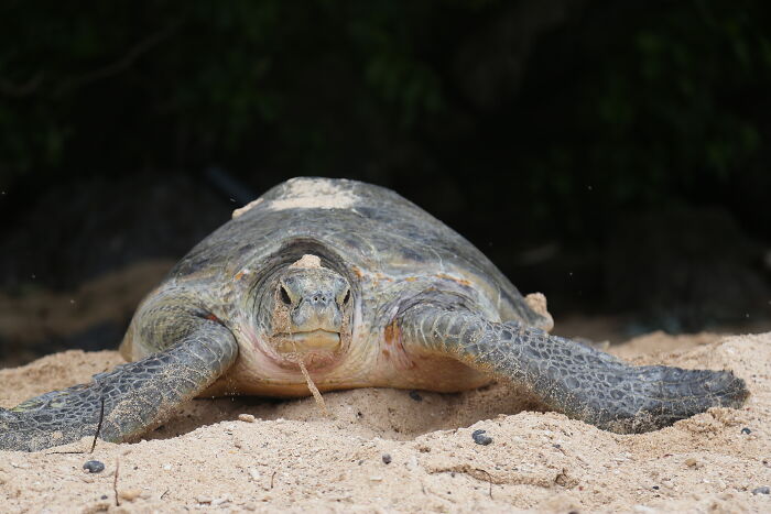 Green Turtles: The Little "Wanderers" In The Middle Of The Ocean