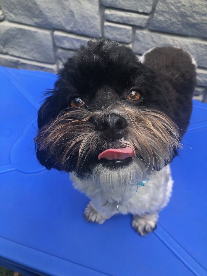 This Is Ricky! He Hopes You Have A Good Day!