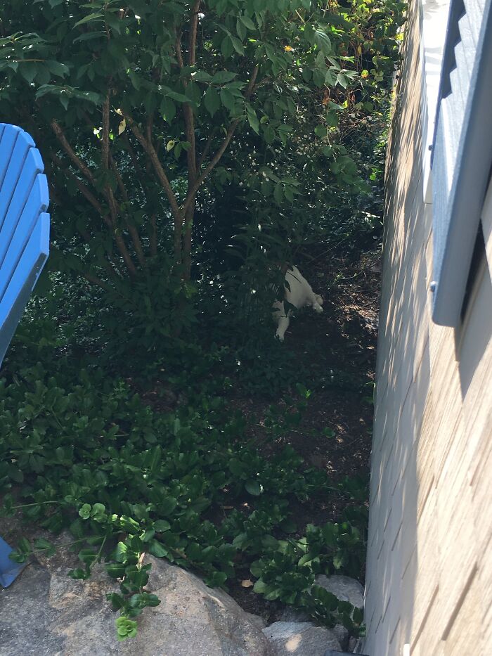 Oliver Is Hiding And Thinks I Can’t See Him