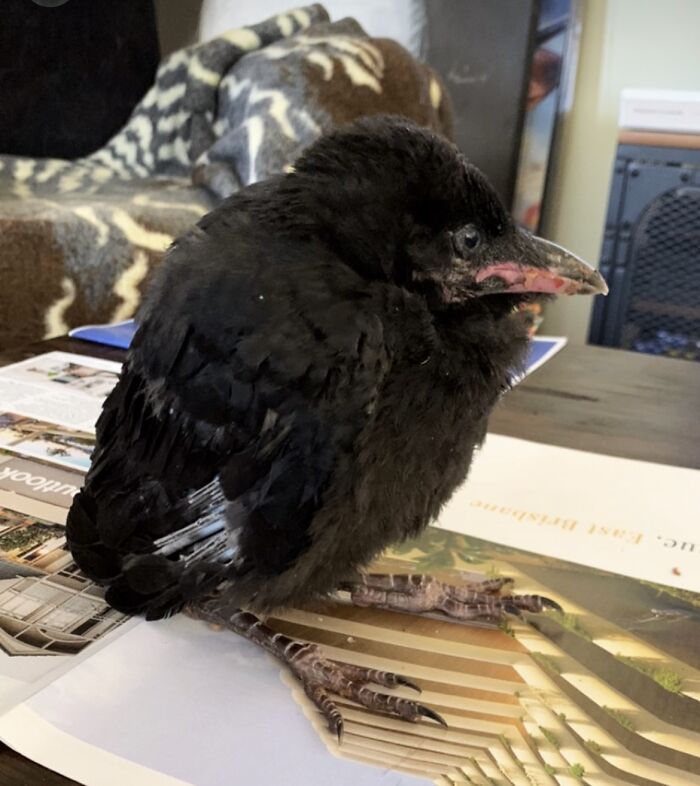 Extraordinary Tale Of A Rescued Baby Raven’s Affectionate Mornings With His New Mom Extraordinary Tale Of A Rescued Baby Raven’s Affectionate Mornings With His New Mom