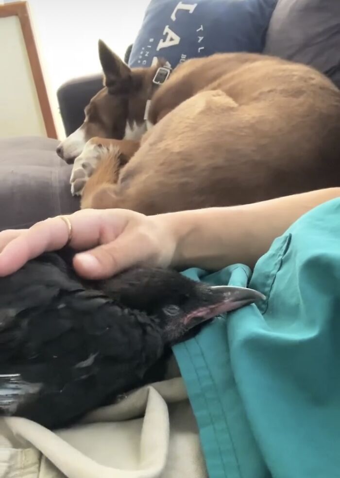 Extraordinary Tale Of A Rescued Baby Raven’s Affectionate Mornings With His New Mom Extraordinary Tale Of A Rescued Baby Raven’s Affectionate Mornings With His New Mom