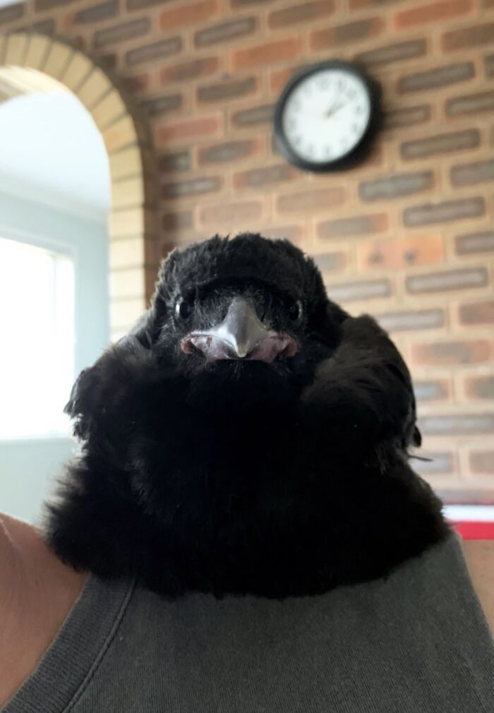 Extraordinary Tale Of A Rescued Baby Raven’s Affectionate Mornings With His New Mom Extraordinary Tale Of A Rescued Baby Raven’s Affectionate Mornings With His New Mom