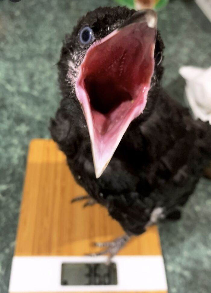 Extraordinary Tale Of A Rescued Baby Raven’s Affectionate Mornings With His New Mom Extraordinary Tale Of A Rescued Baby Raven’s Affectionate Mornings With His New Mom
