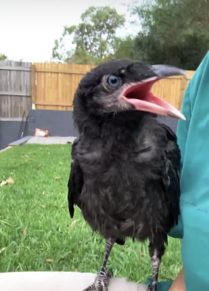 Extraordinary Tale Of A Rescued Baby Raven’s Affectionate Mornings With His New Mom