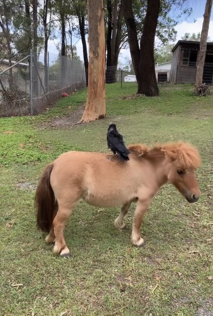 Extraordinary Tale Of A Rescued Baby Raven’s Affectionate Mornings With His New Mom Extraordinary Tale Of A Rescued Baby Raven’s Affectionate Mornings With His New Mom