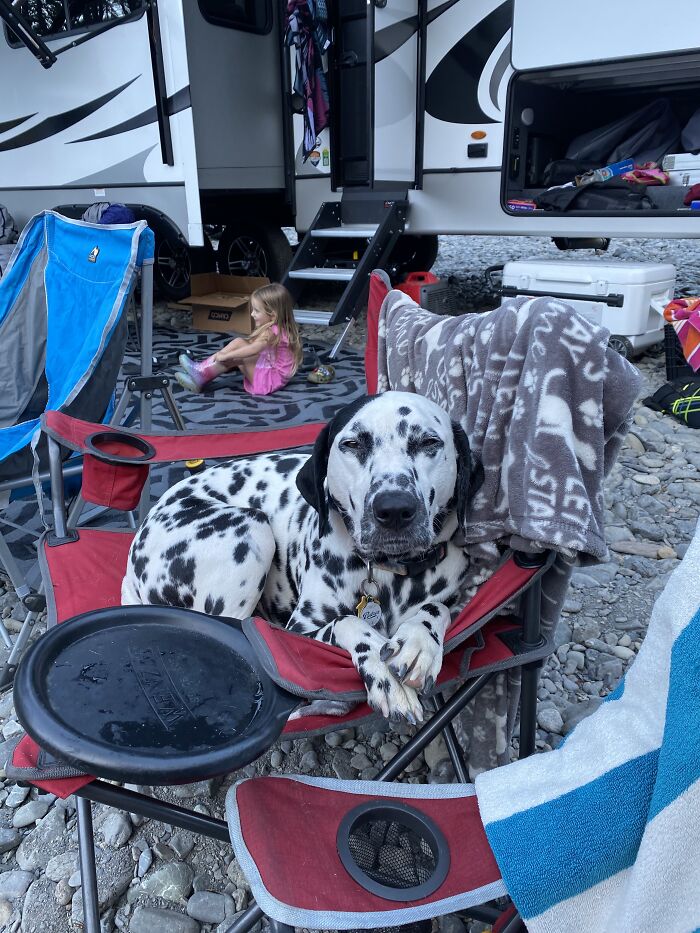 Sleepy Scout Gets His Own Chair