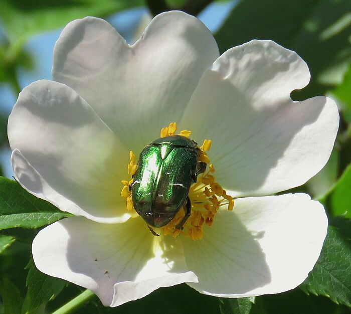 This Wild Rose With A Scarab, Like A Piece Of Emerald Jewelry
