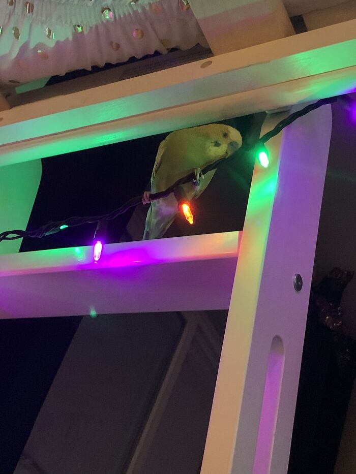 Kiwi Likes To Chill On Lights