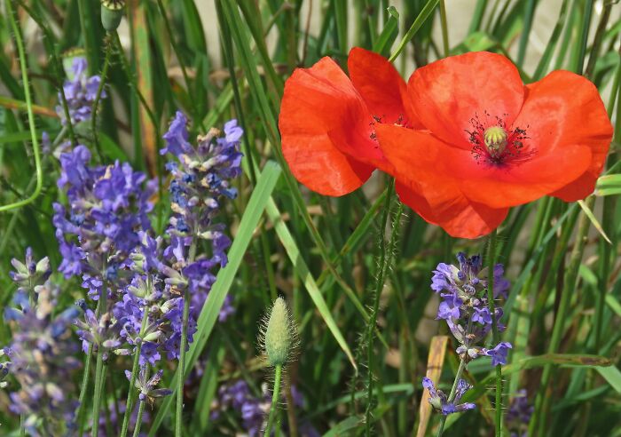 Lavender And Wild Poppy