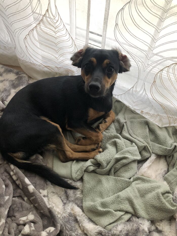 Meet Double Kabooma Luna ❤️ She Loves Hugs And Kisses, But She Will Growl Your Ass :d