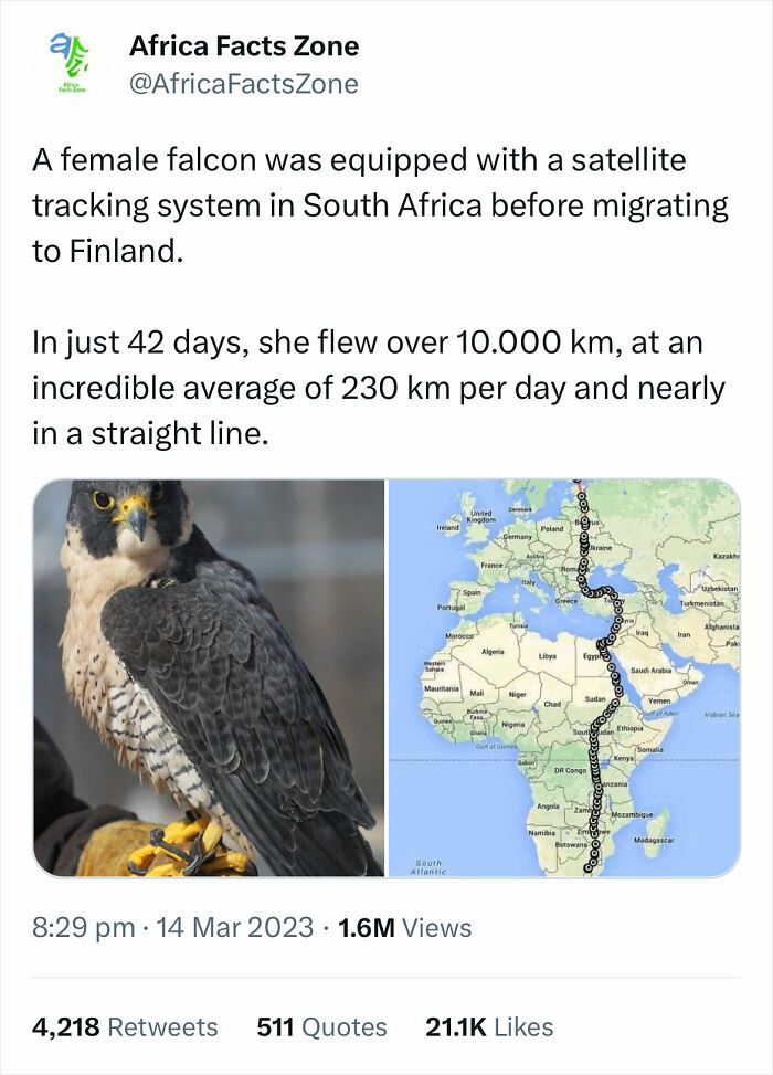 🔥falcon Flew Over 10.000 Km From South Africa To Finland