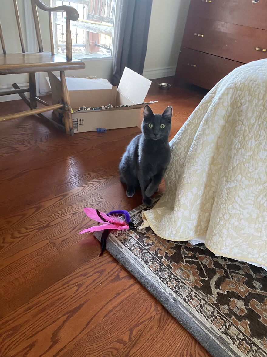 6 Photos Of My Adorable Cats