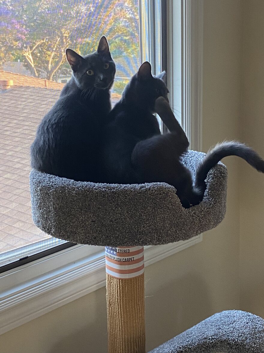 6 Photos Of My Adorable Cats