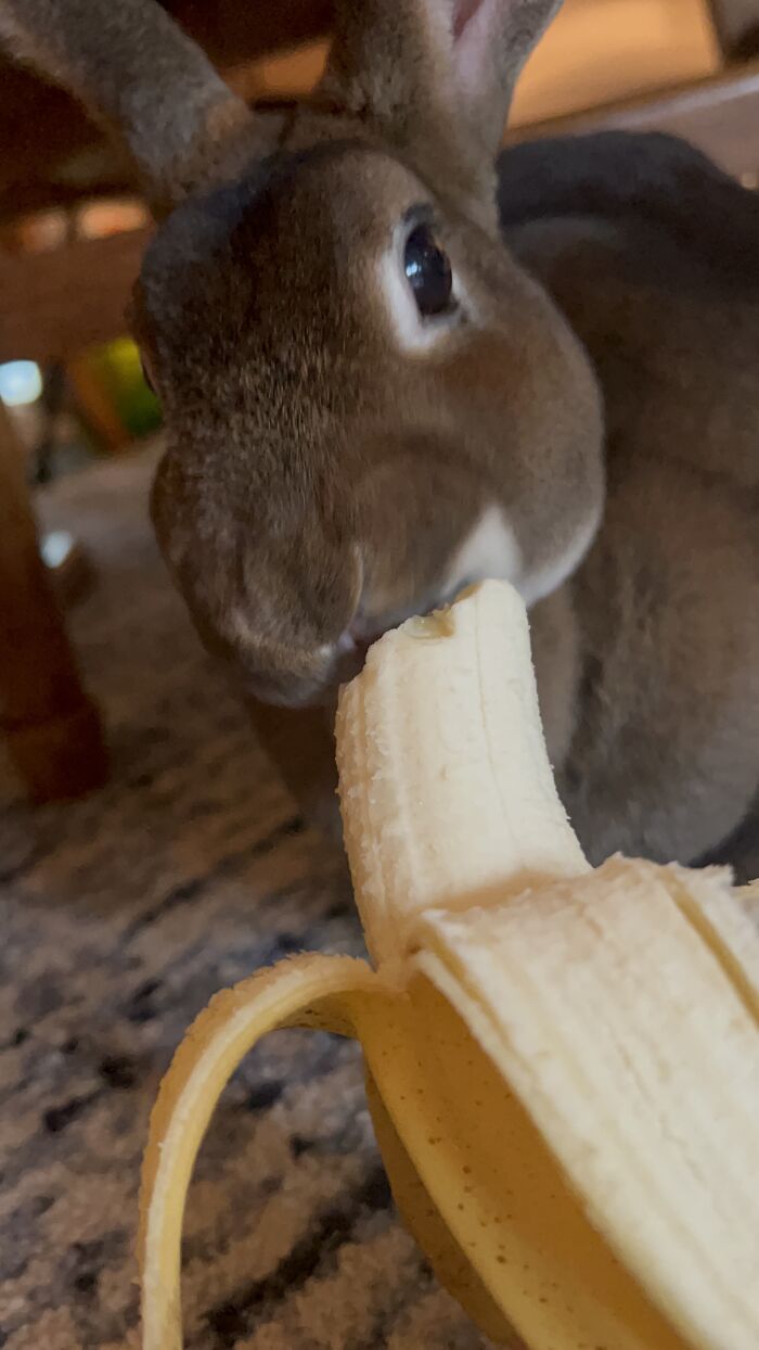 Cinnamon Eating A Banana