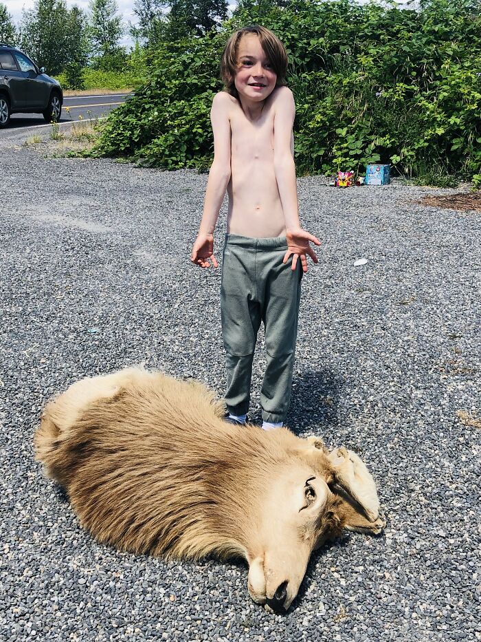 Who Doesn’t Secretly Want An Elk Head?