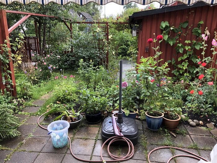 Mum’s Small Garden During Some Much Appreciated Rain