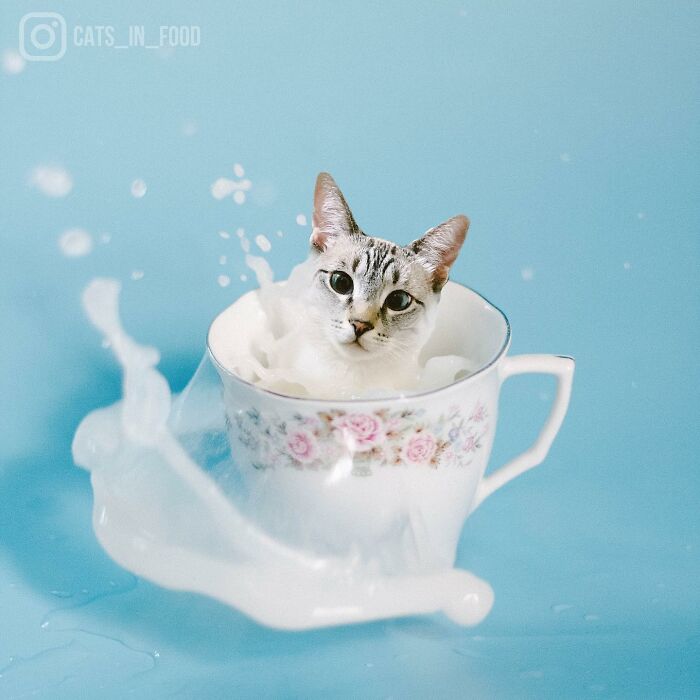In An Oddly Cute Way, This Artist Keeps Pairing Cats With Food (New Pics)