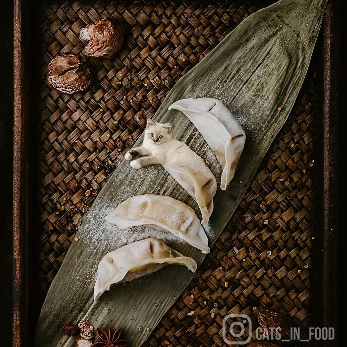 In An Oddly Cute Way, This Artist Keeps Pairing Cats With Food (New Pics)