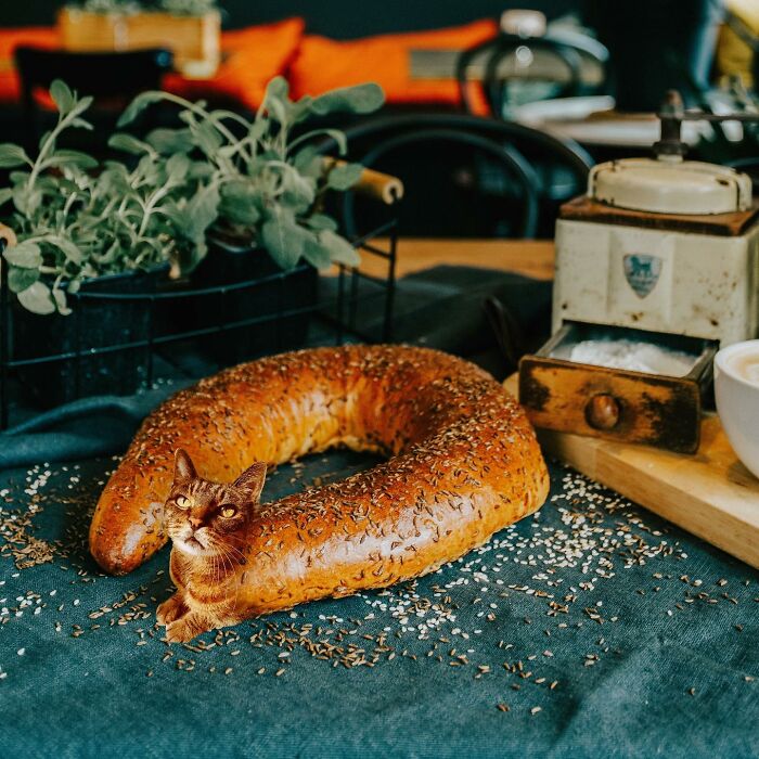 In An Oddly Cute Way, This Artist Keeps Pairing Cats With Food (New Pics)